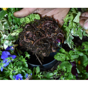 Tour-végétale Jardi-Vers... 2